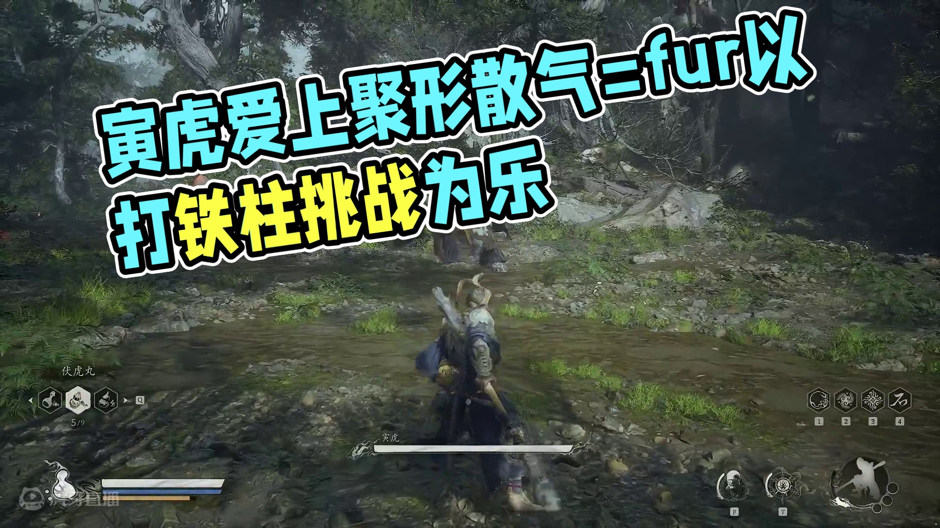 寅虎：我宣布，从此爱上聚形散气！