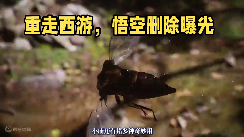 Boss挑战？重走西游？游科你也太能藏了！（2） 黑神话悟空第一章和第二章删减内容曝光！#黄风岭 #