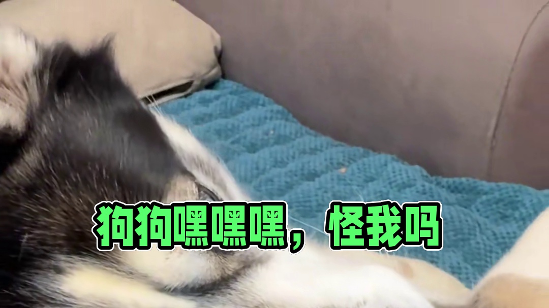 这傻狗居然骂我？！你们说这事儿他能怪我吗？#狗狗：真是防不胜防 #狗狗：头一次这么懵 #神奇动物在抖