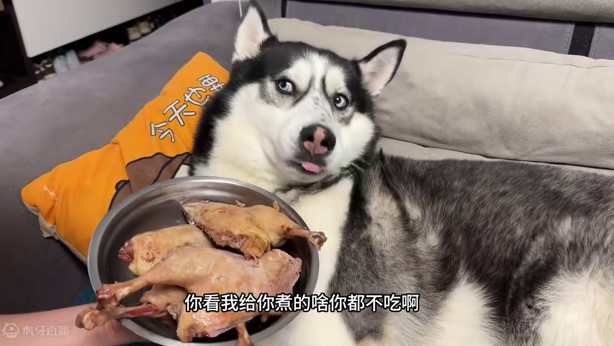 狗狗死活不吃饭，气得主人上去就是一巴掌，下一秒你们都憋住别笑 #狗子的心思都写在脸上了 #二哈 #萌