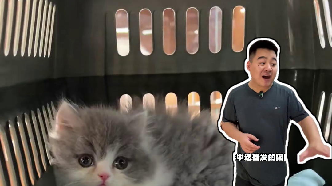 这么多箱猫里面 请选出你最喜欢的那一只！#壮实说猫 #缅因 #金渐层