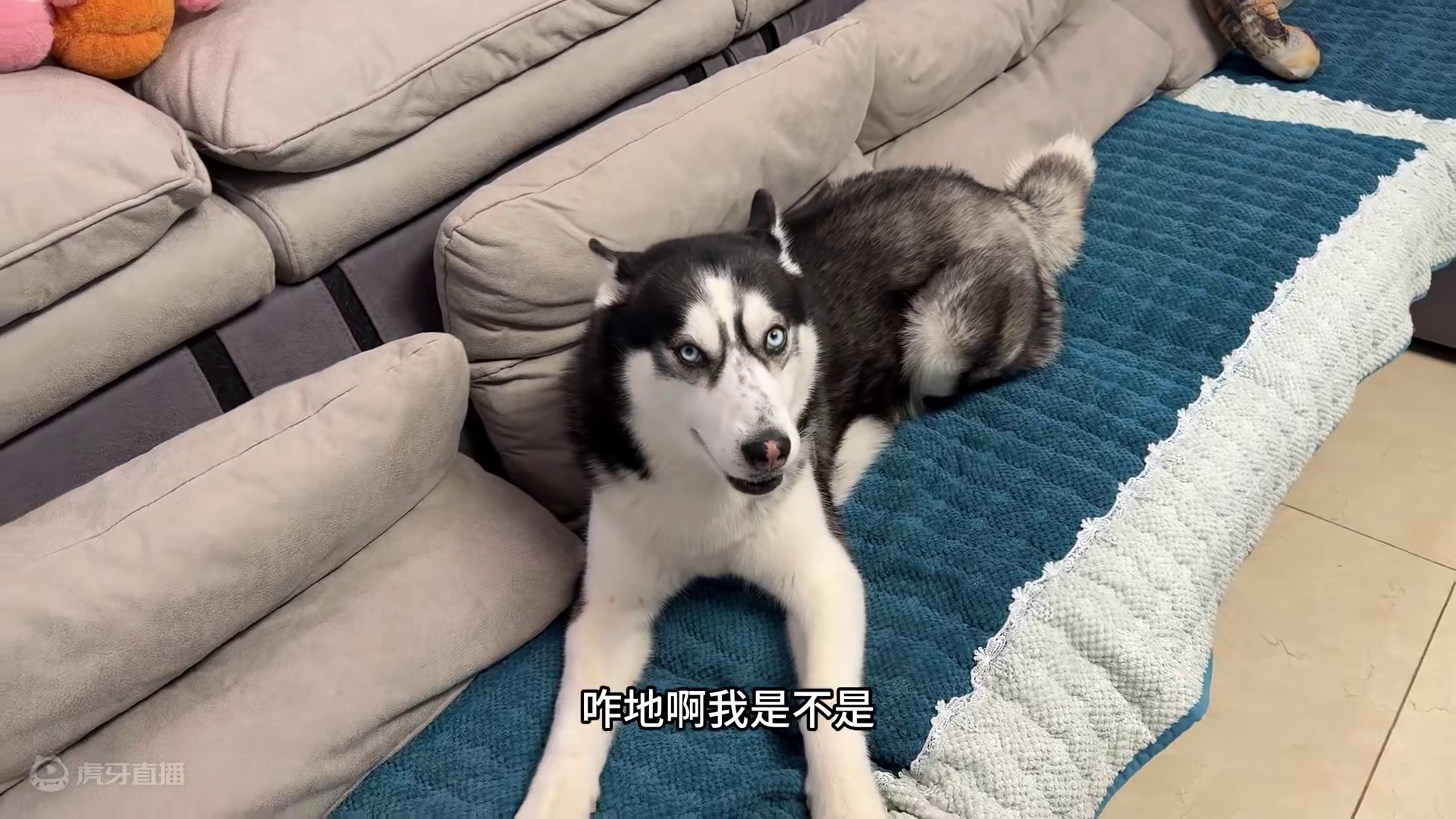 二哈拆家被主人教训，结果它比主人还有理，一脸不服气气得人肚疼 #萌宠出道计划 #二哈就是二哈 #哈士