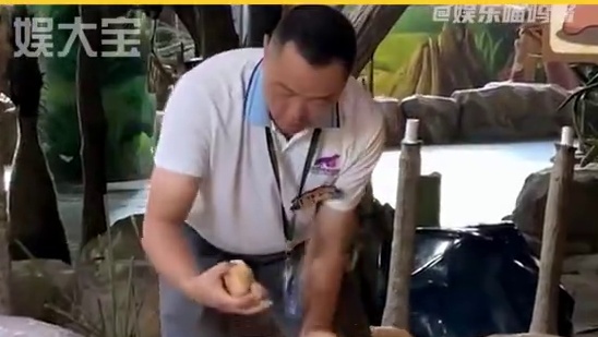 青春没有售价，同事一口拿下~#鹈鹕 #搞笑 #动物