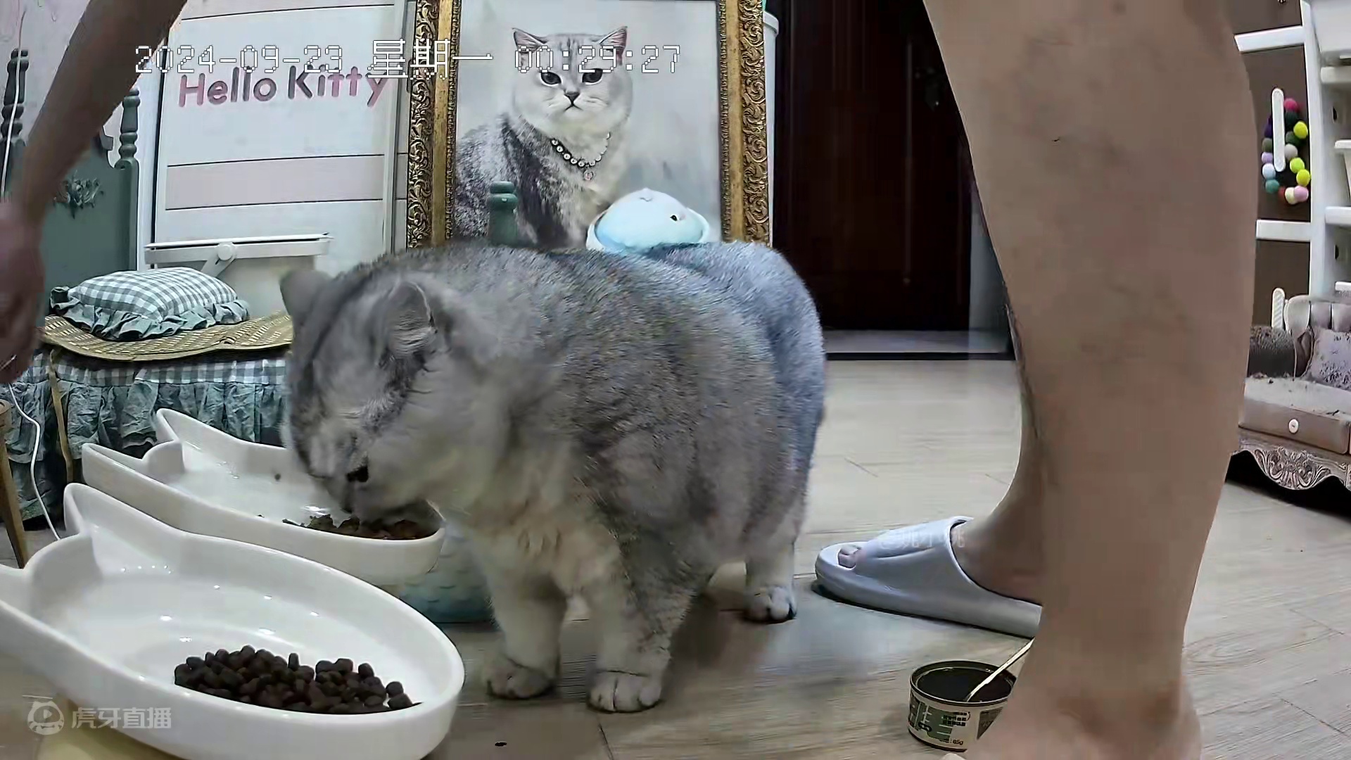 阿蛋一早见到老登就跟老登说它昨晚睡觉超乖 #监控下的一幕 #记录猫咪日常 #它真的好像个小宝宝 #它