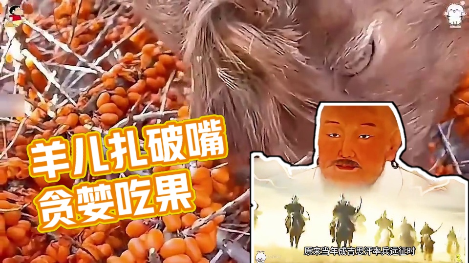 果子上长满了尖刺，可羊儿们宁愿扎破嘴也要贪婪的吃上几口。#沙棘 #沙棘果 #沙棘原浆