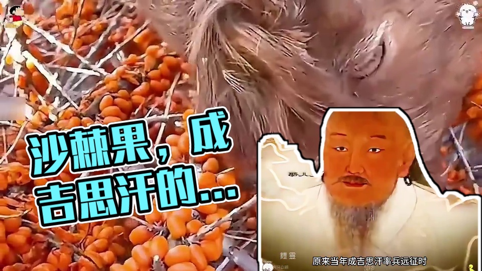 果子上长满了尖刺，可羊儿们宁愿扎破嘴也要贪婪的吃上几口。#沙棘 #沙棘果 #沙棘原浆