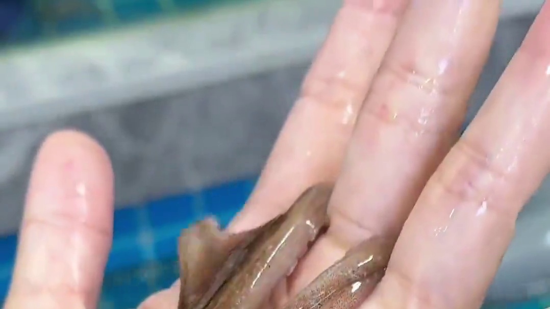 卷飞了！35代100可以无限叠加！所有海鲜都能用！ #国庆出游吃什么 #性价比超高 #海鲜火锅 #杭