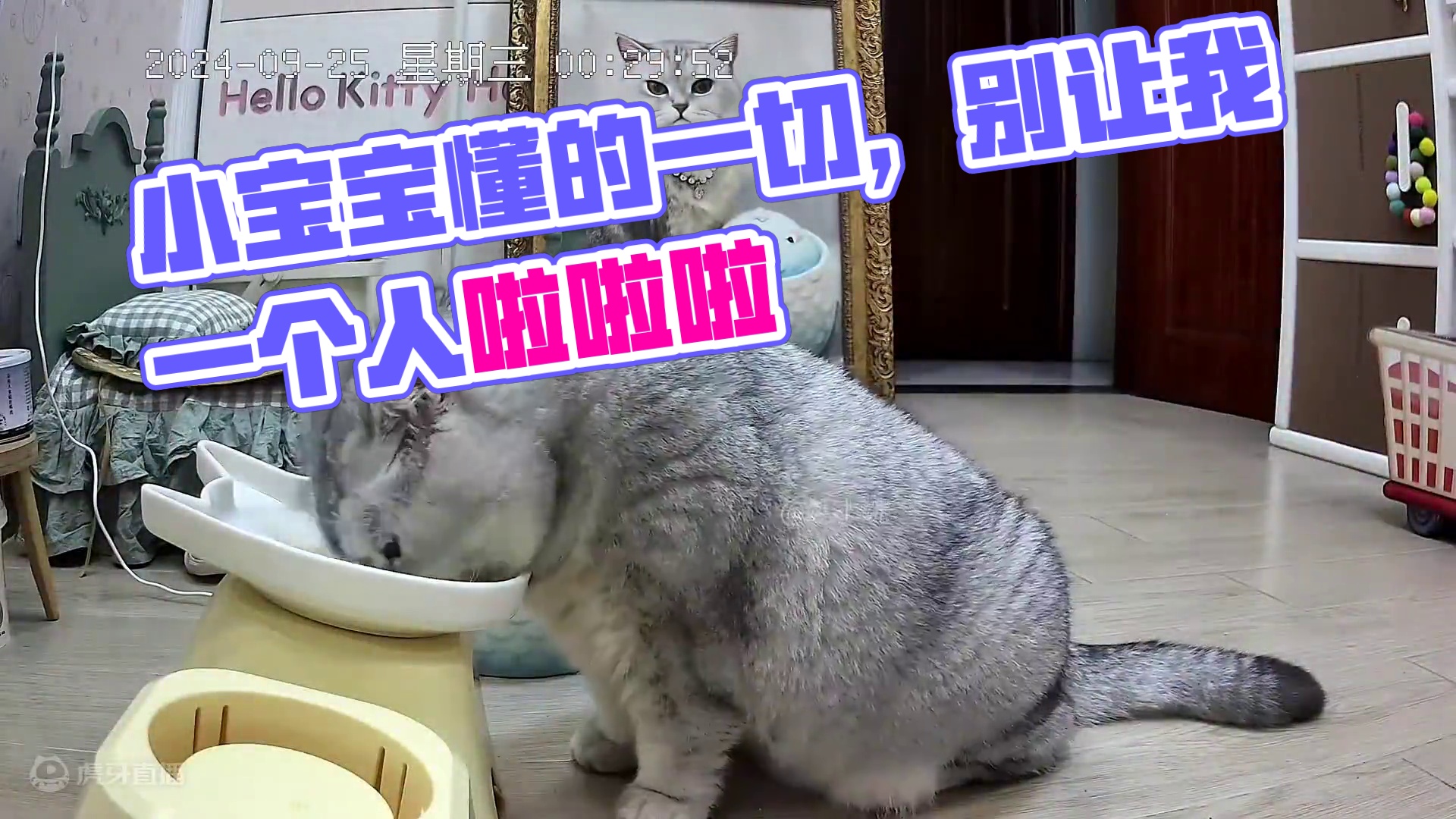 是不是所有小朋友都是有零食就不吃饭 #记录猫咪日常 #它真的好像个小宝宝 #它只是不会说话其实它什么