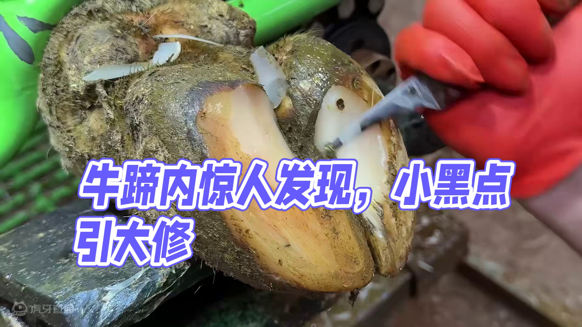 小小黑点竟惹的牛牛丧失了一半蹄壁#解压#修牛蹄