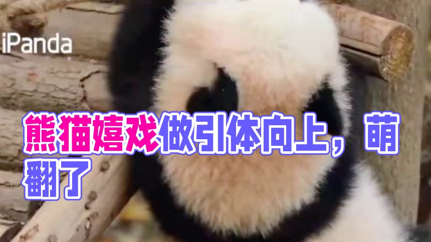 熊猫用嘴做引体向上·萌翻了