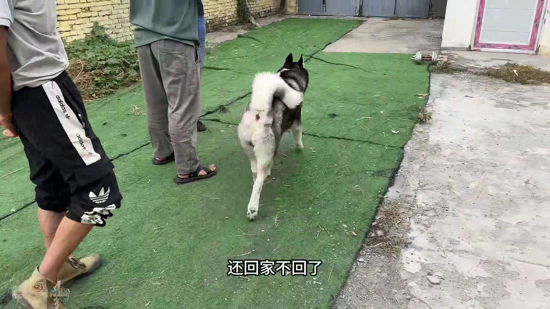 二哈一出门就放飞自我，像匹脱缰的野马，边跑边嘚瑟笑得人肚疼 #狗狗 #惊不惊喜意不意外 #二哈就是二