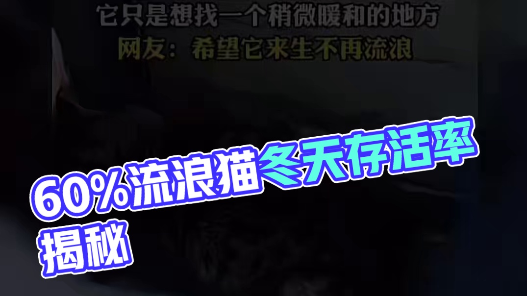 据统计：60%的流浪猫都会死在冬天