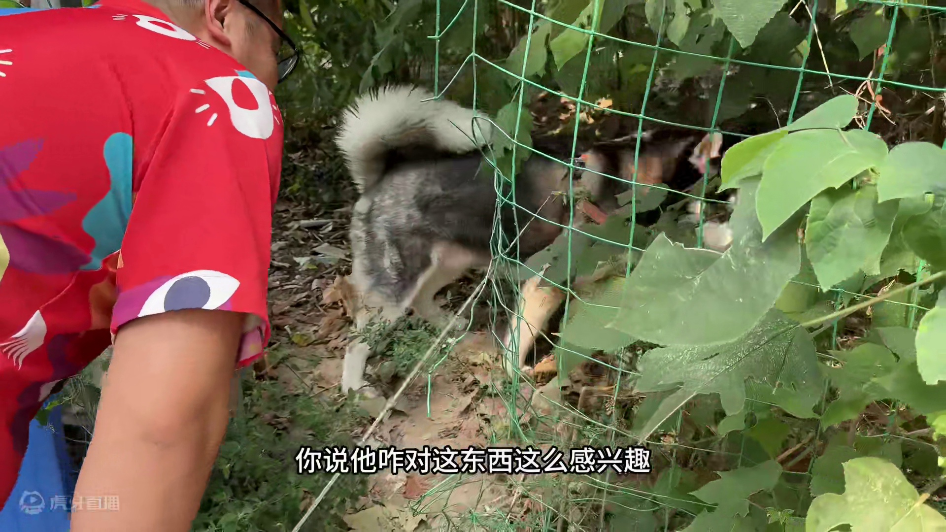 带二哈出来玩，结果这个撒手没彻底失控了，怎么都叫不回来太逗了 #二哈就是二哈 #撒手没 #哈士奇日常