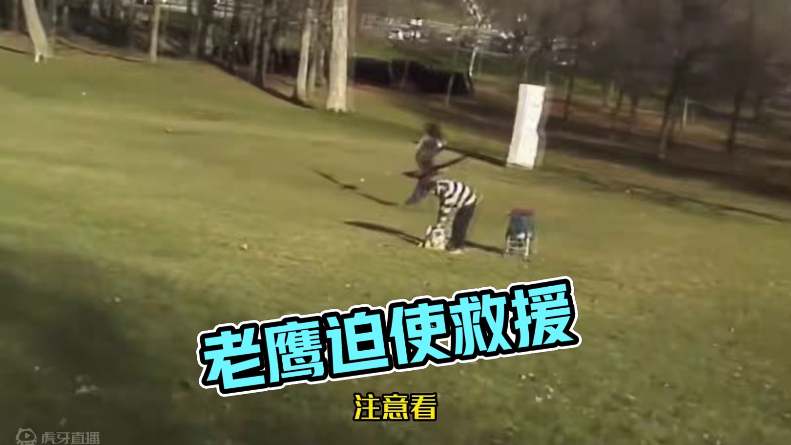 老鹰抓小孩#鹰捕猎视频 #动物的迷惑行为 #老鹰