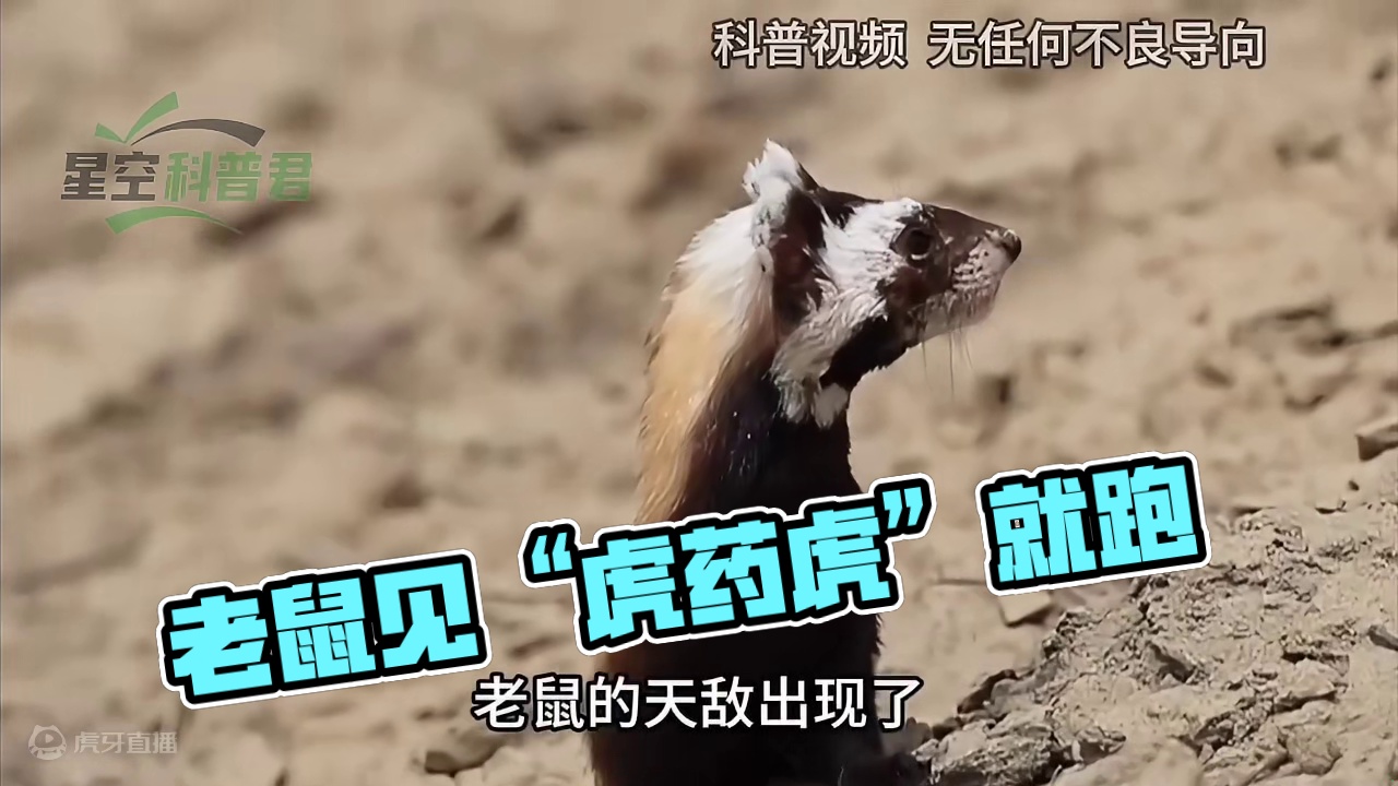 老鼠的天敌出现了，一夜消灭十几窝老鼠，老鼠见它撒腿就跑！