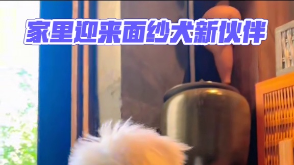 lucky！家里新成员！喜欢小面纱犬的小伙伴可以聊哈#狗狗 #萌宠 #面纱犬 #带着狗狗去旅行 #徐