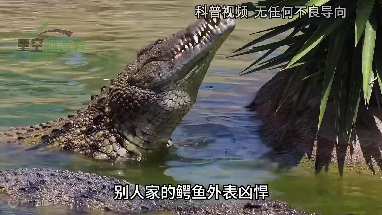 扬子鳄打不过大鹅，三口咬不碎一块雪饼，扬子鳄真是鳄鱼之耻？