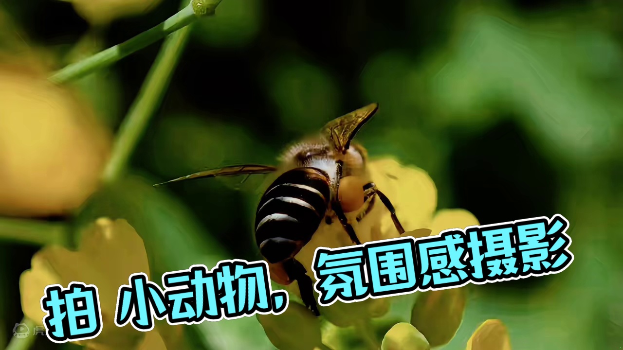 旅游拍照四大步骤今我们一起来拍可爱的的小动物#摄影师 #不露脸氛围感拍照  #生活应该是自由的摄影 