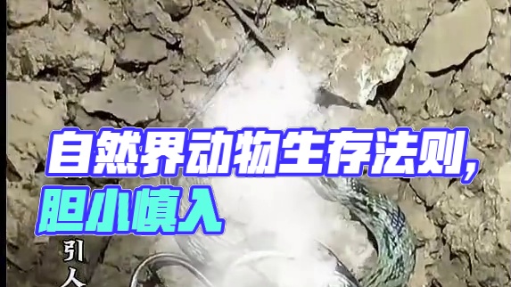 在这个弱肉强食的时代，自然界的动物们又何尝不是用这样的生存法则#户外 #意不意外 #胆小慎入 #蛇 