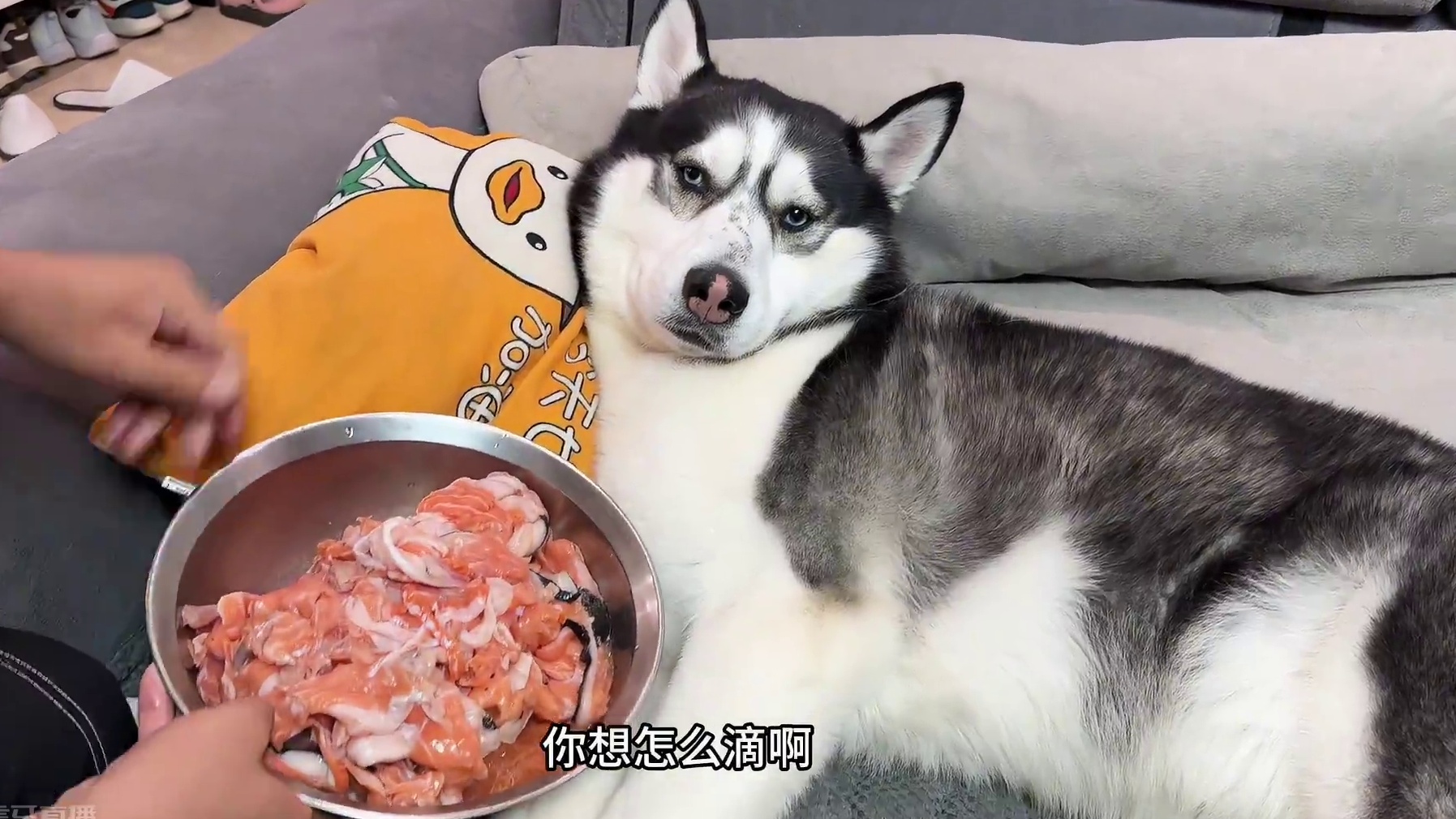 二哈绝食死活不吃饭，气得主人上去就是一巴掌，下一秒大家都别笑 #萌宠出道计划 #哈士奇 #二哈 #神