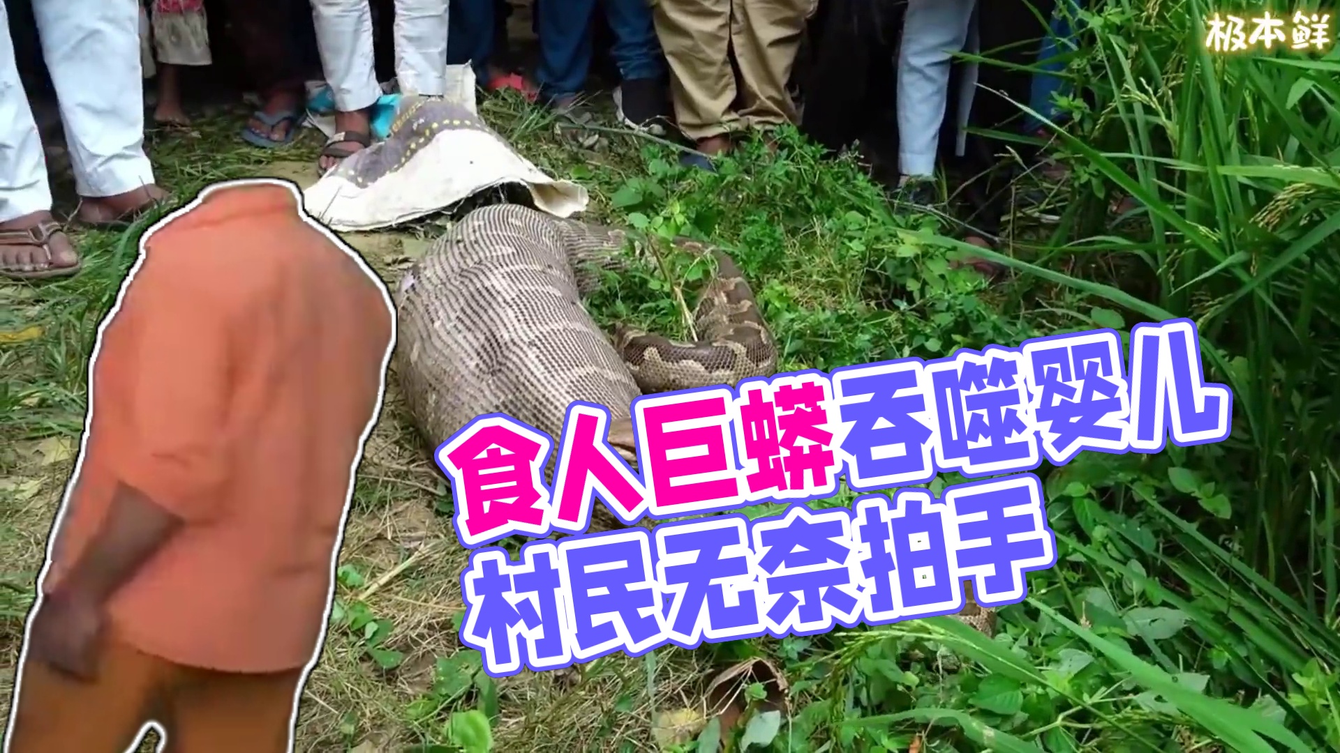 食人巨蟒入侵印度村庄，生吞10天大婴儿，所有村民竟拍手鼓掌 #蛇 #食人蟒 #巨蟒 #动物世界