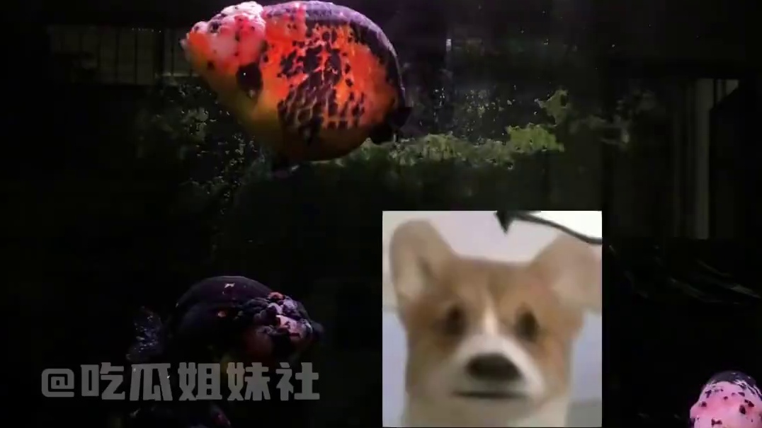 #招了个00后摄影师来拍鱼  这泼天富贵让老板接住了#潘氏兰寿  #金鱼  #万万没想到  #娱乐评