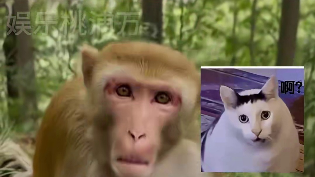 猴子：不是几个意思呀？ #猴子 #搞笑#意想不到