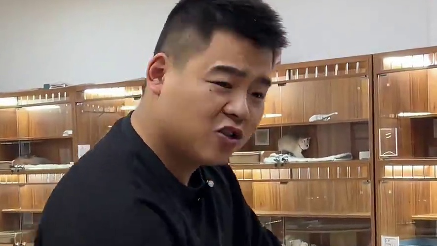 嘎嘎肥的两只英短小猫 你会喜欢吗？！#壮实说猫 #银白曼基康 #熊版蓝金