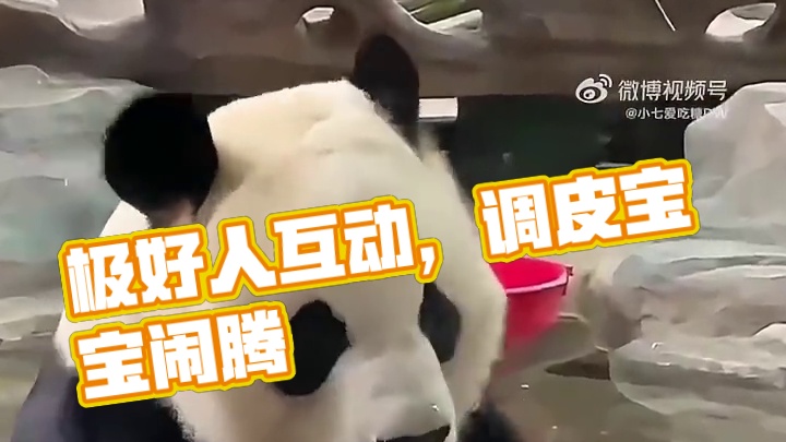 本浩☀️极好， ️卷️蹭 ️快啭！与极好的人转攒萍，互动能加快⇑☀️芬！调皮捣蛋的宝宝像不像你家的熊