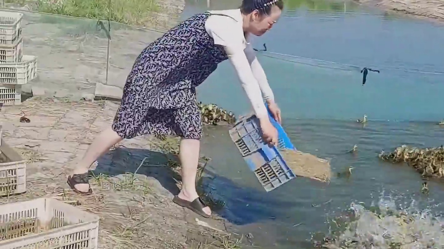 刚孵化的小鸭子丢进池塘，鸭子会不会被淹死？ #动物科普 #黑金酥 #海鸭蛋