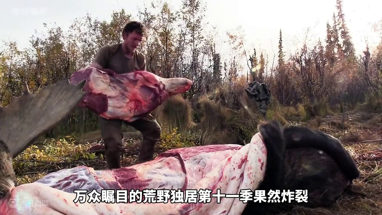 荒野独居第11季震撼来袭，有选手射杀千斤驼鹿，大佬开局就搞大货#荒野独居 #荒野求生 #野外生存