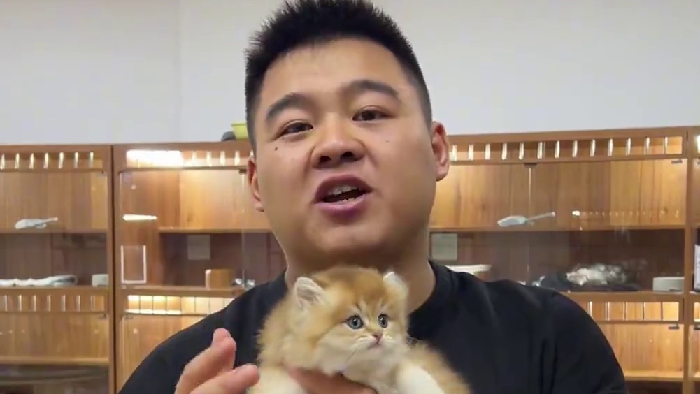 来自香港的客户一个月在我这定了四只猫！ 每一只猫的颜值都是嘎嘎的好~#壮实说猫 #金渐层 #金加白