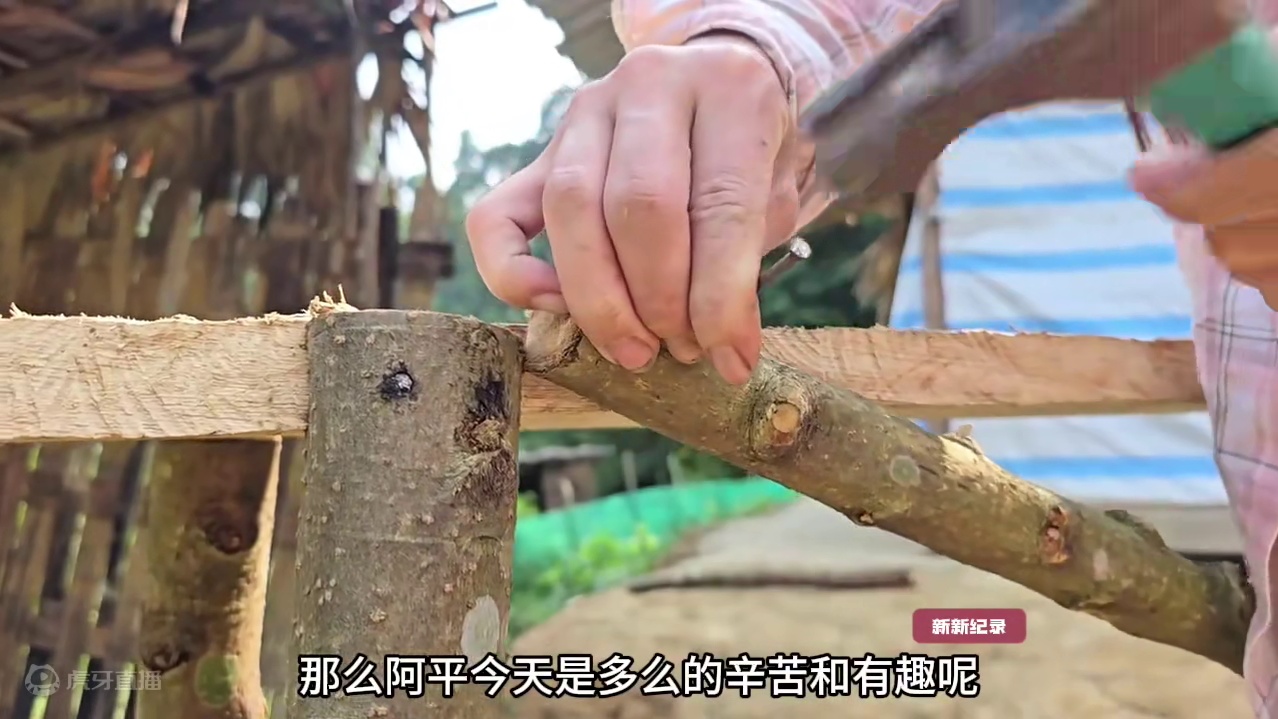 历经这么久阿萍的房子总算可以有新的进展了#野外生存