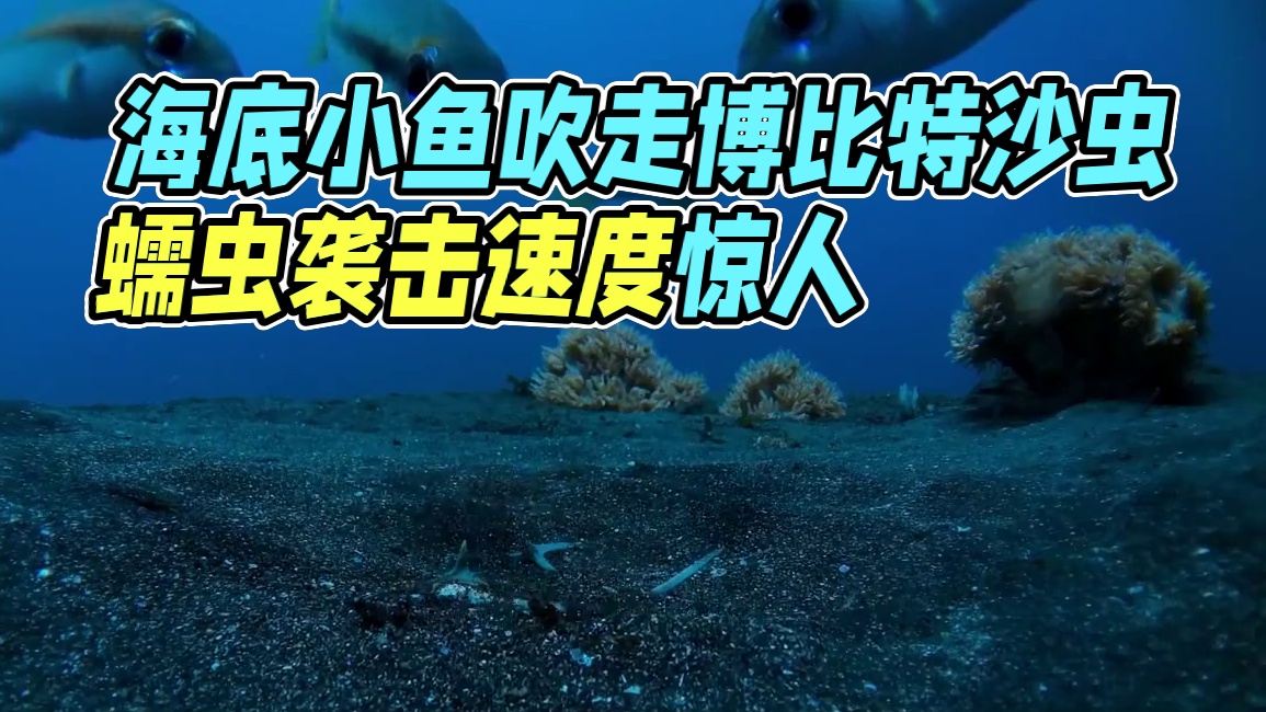 海底之虫，博比特#海洋生物 #动物世界 #博比特虫
