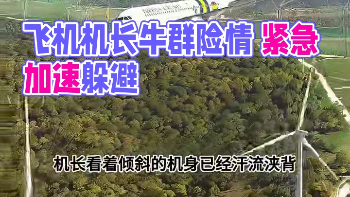 模拟器：跑道居然出现牛群？机长的操作简直太明智了#飞机