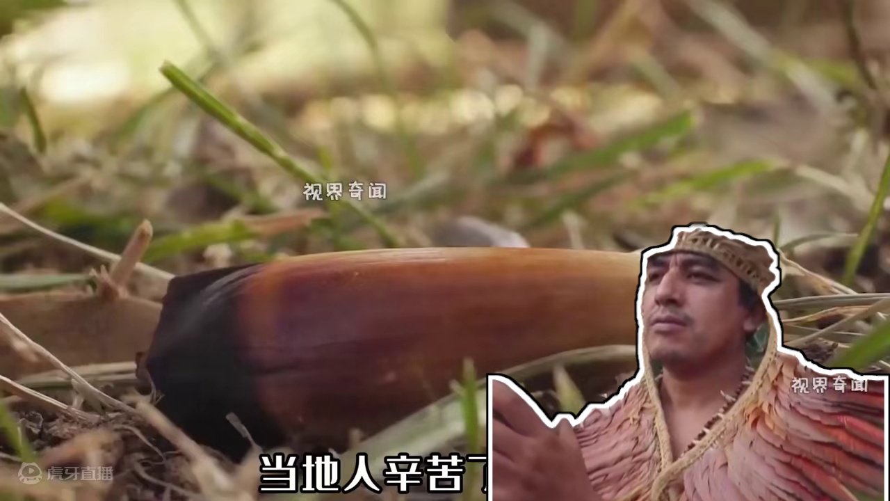 揭秘巴拉纳松子加工全过程！#科普一下  #制造原理  #造物工厂