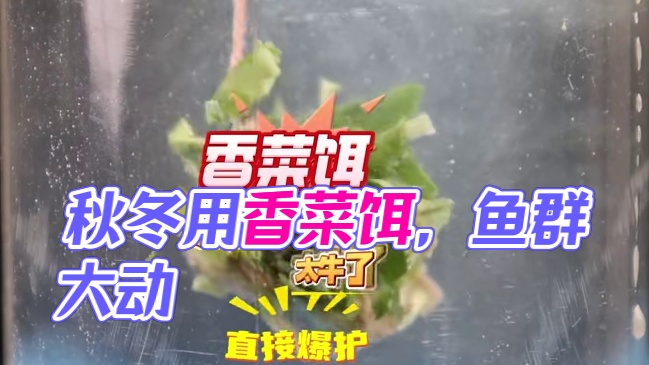 秋冬用香菜饵，鱼群动静大，难道有危险？ 秋冬用香菜饵，鱼群动静大，难道有危险？#鱼饵制作 #爆护饵料