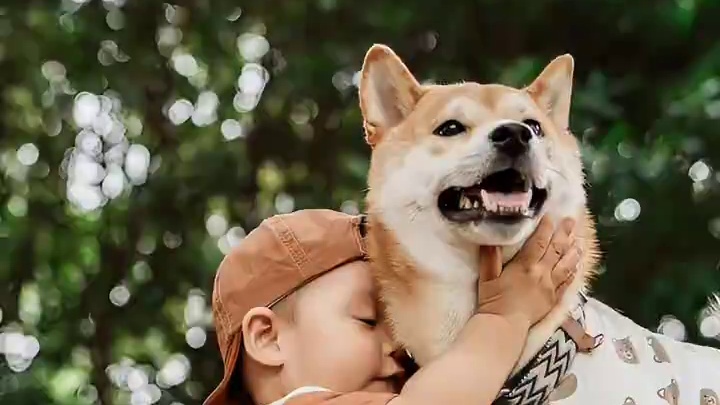 #狗和孩子 #萌娃和萌宠 #柴犬 #被小狗治愈的一万个瞬间 每到这个时候 就觉得养俩男孩也挺好的 简