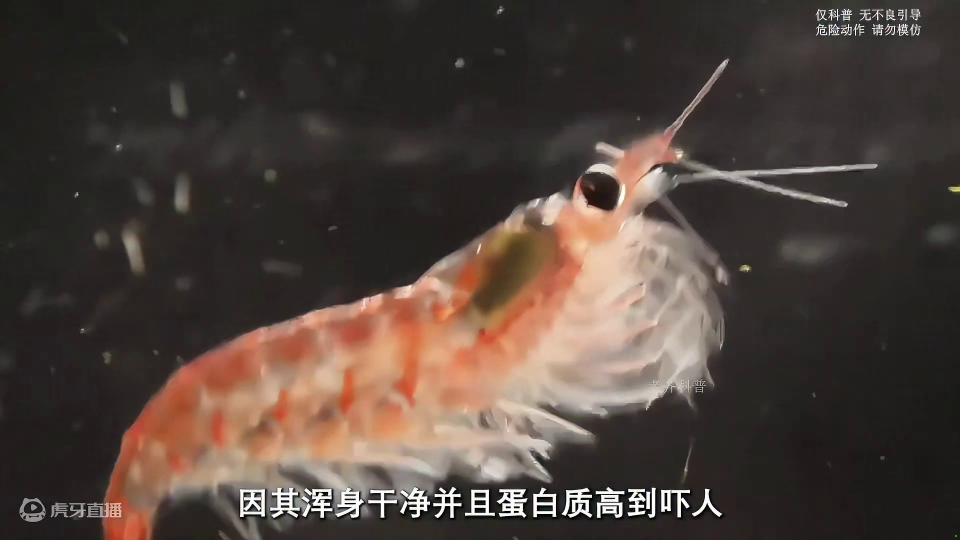 南极冰层下面竟然还有这么多小家伙被人类觊觎#南极磷虾 #虾皮 #虾肉 #科普