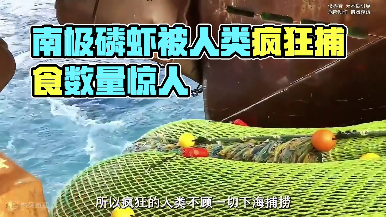 寒冷的南极竟然还隐藏着这样一群小家伙#南极磷虾 #虾皮#虾肉 #科普