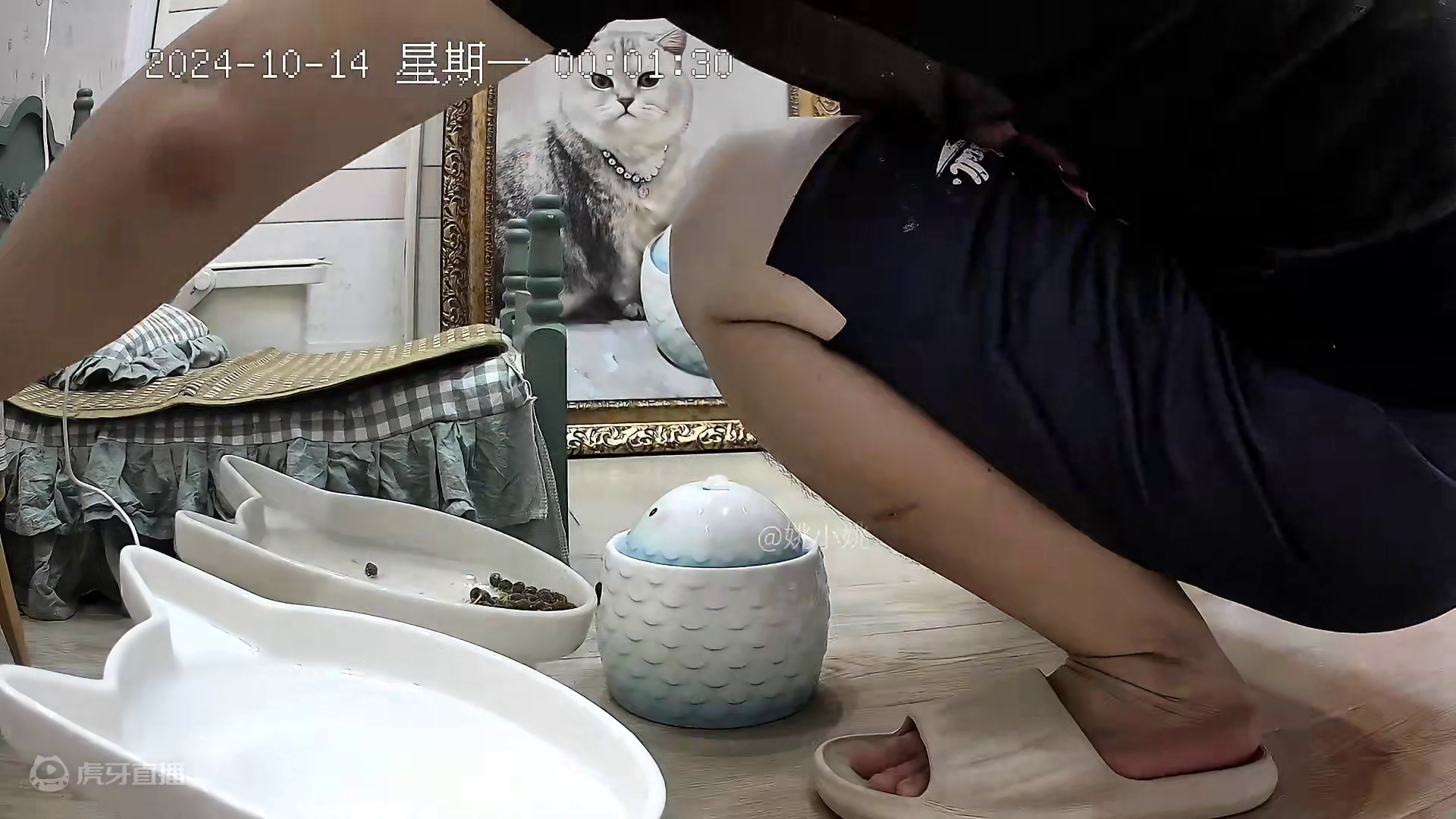 你们就说阿蛋是不是故意不减小肥 #记录猫咪日常 #情绪稳定的猫咪