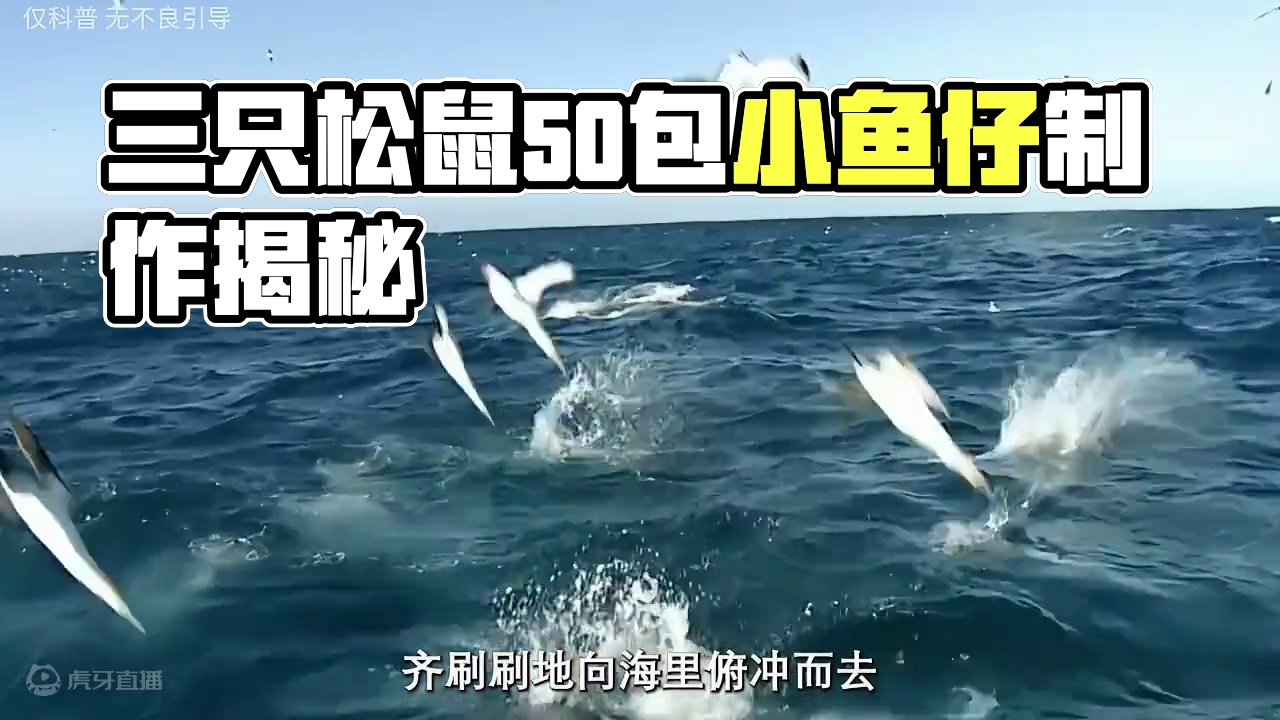 三只松鼠你也太内卷了吧，到手50包小鱼仔你卖这个价#小鱼仔 #香辣小鱼仔 #鳀鱼 #制作过程