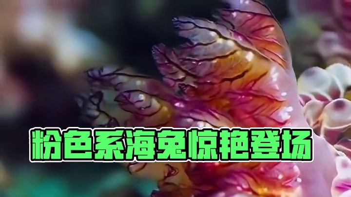 粉色系海兔！ Dendrodoris Denisoni #奇妙的海洋生物 #海兔 #海蛞蝓 #泰国涛