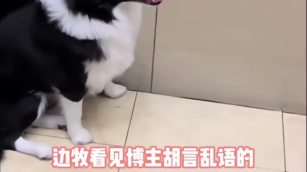 心地善良但智力不详 #边牧 #宠物 #离谱经历