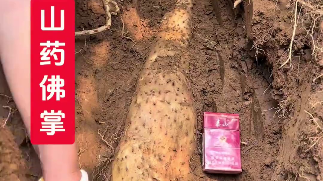 是不是应该系上红绳，叩头恭请山药王出土吉祥？#野生山药纯天然 #野生山药王 #野生山药 #野生山药纯