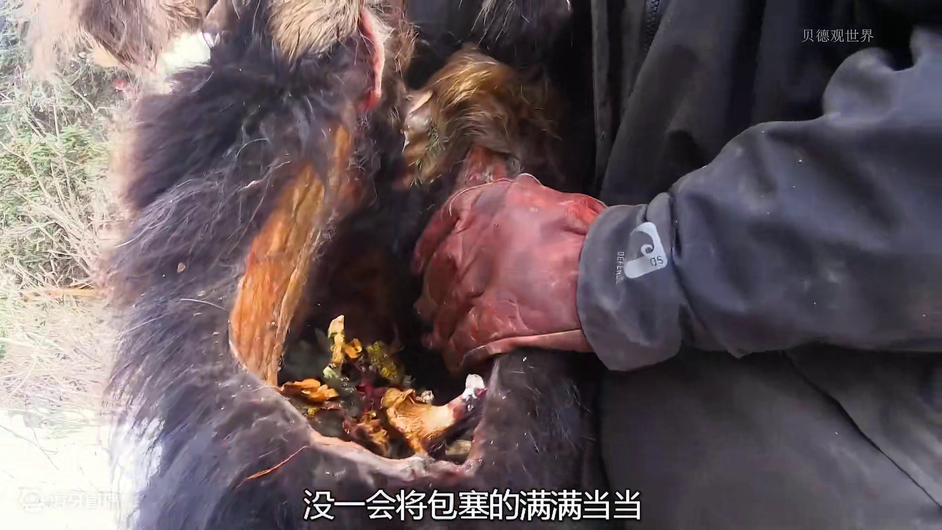 看完罗兰的夺冠之路  (5)