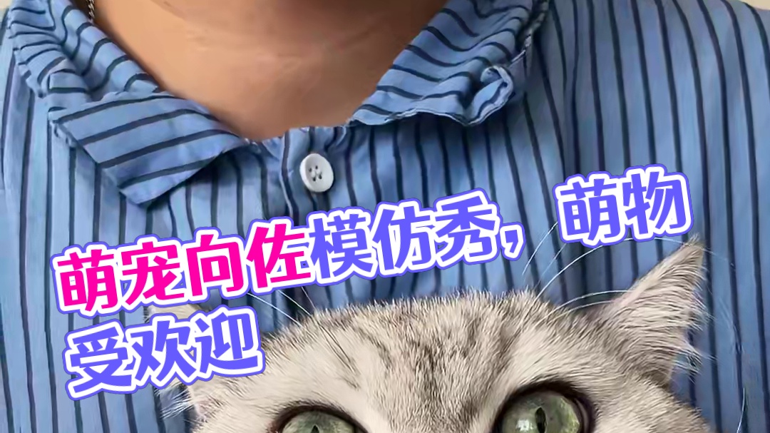 小赢：大家好，我是“向喵” #萌宠版向佐模仿秀有多超前 #超萌好物