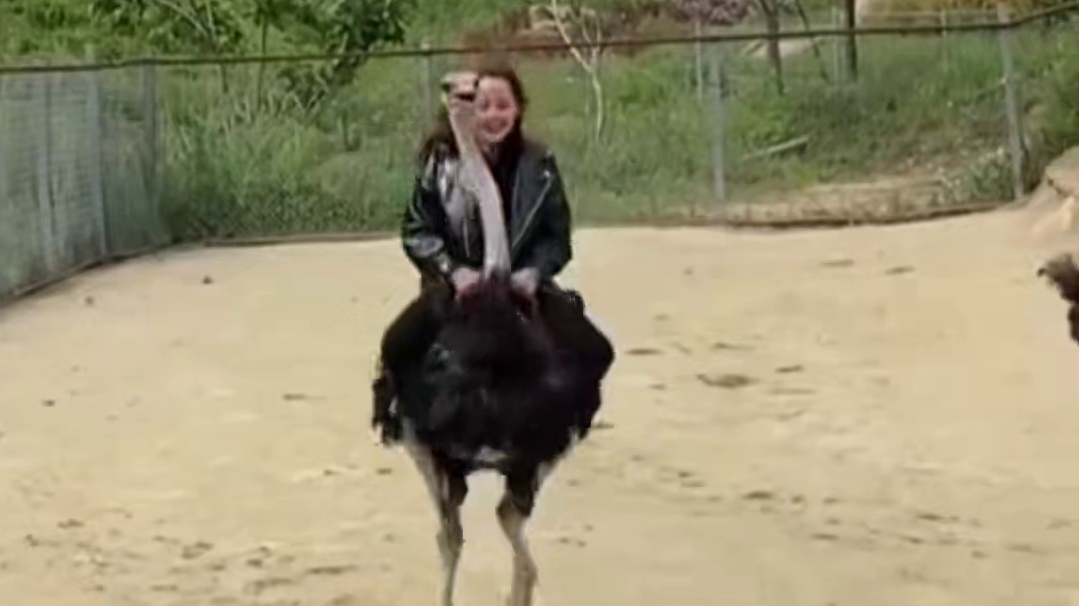 从古至今为什么不骑鸵鸟 #冷知识 #鸵鸟