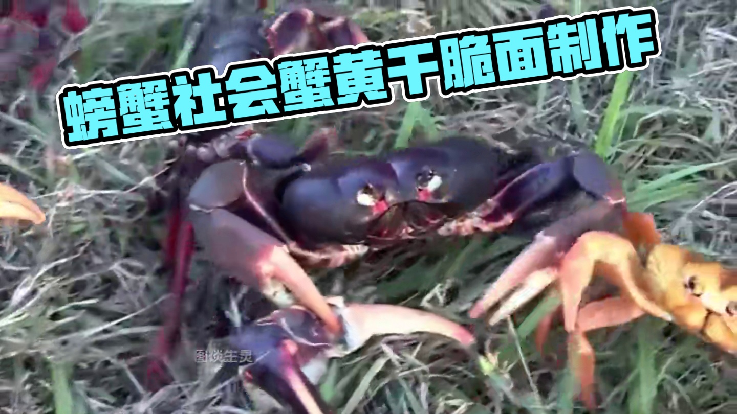 螃蟹说：如果生孩子不拿来饱腹，那将毫无意义 #干脆面 #好吃到停不下来 #三太子蟹黄干脆面