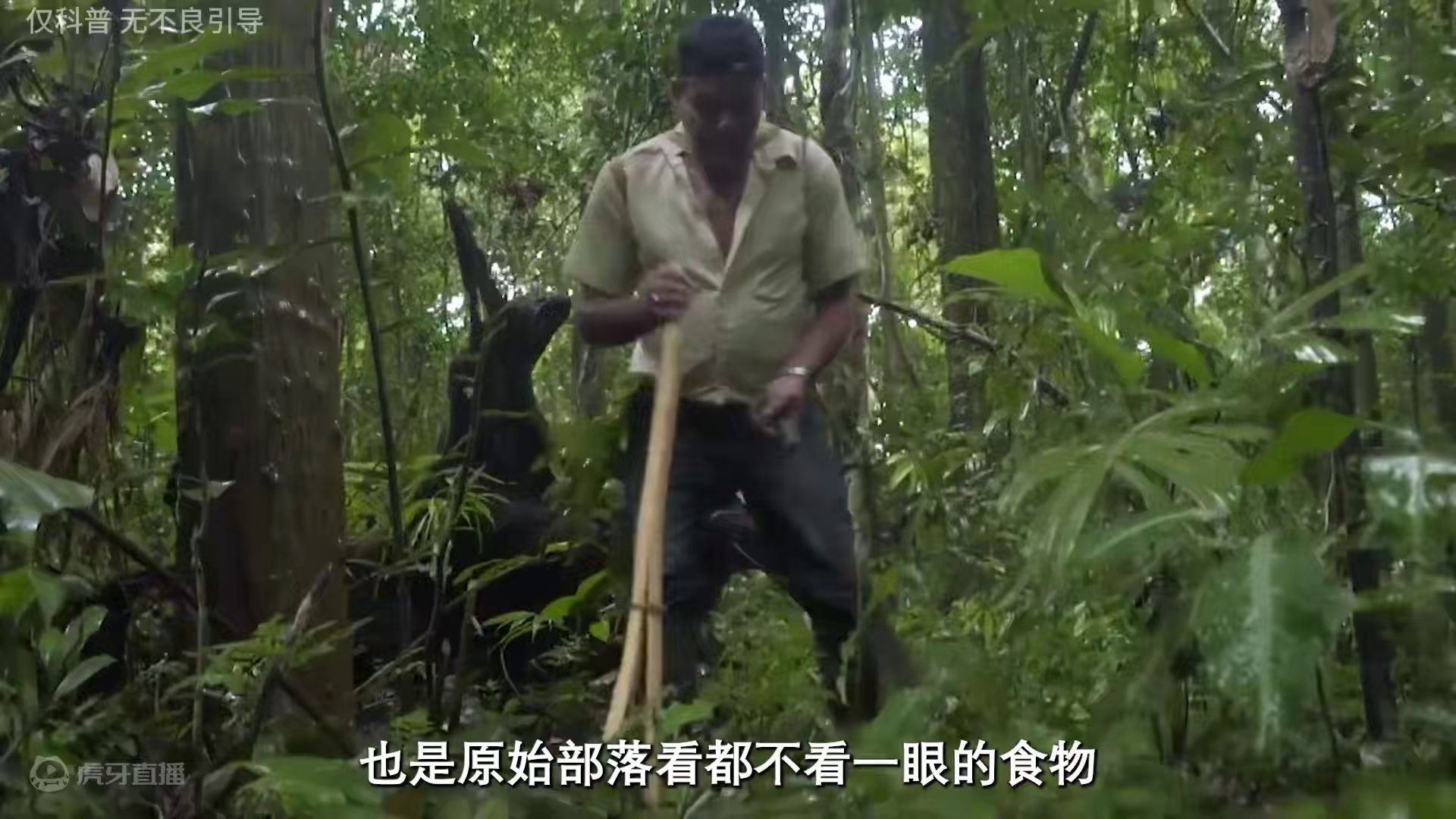 第一次见这种办法采摘#巴西鲍鱼果 #坚果